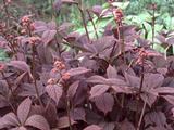 Rodgersia 'Herkules'