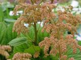 Rodgersia 'Irish Bronze'