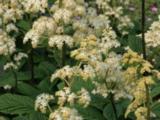 Rodgersia 'La Blanche'