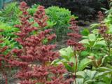 Rodgersia 'Maurice Mason'