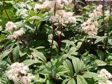Rodgersia sambucifolia 'Mountain Select'