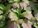 Rodgersia podophylla