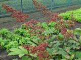 Rodgersia sambucifolia 'Rothaut'