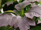 Rodgersia podophylla 'Rotlaub'