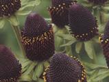 Rudbeckia occidentalis 'Black Beauty' PBR
