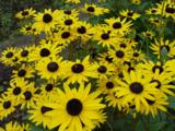 Rudbeckia fulgida var. deamii