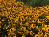Rudbeckia fulgida 'Goldsturm'