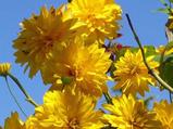 Rudbeckia laciniata 'Goldquelle'
