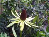 Rudbeckia occidentalis 'Green Wizard'