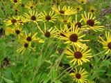 Rudbeckia subtomentosa 'Henry Eilers'