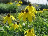 Rudbeckia nitida 'Herbstsonne'