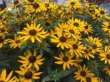 Rudbeckia fulgida 'Little Goldstar' PBR