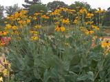 Rudbeckia maxima