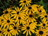 Rudbeckia missouriensis