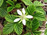 Rubus nepalensis