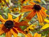 Rudbeckia triloba 'Prairie Glow'