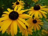 Rudbeckia fulgida var. speciosa
