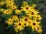 Rudbeckia subtomentosa