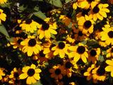 Rudbeckia triloba