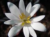 Sanguinaria canadensis