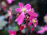 Saxifraga cortusifolia 'Black Ruby'