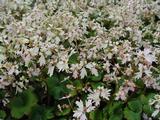 Saxifraga cortusifolia 'Cheap Confections'