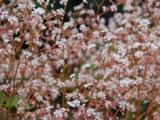 Saxifraga urbium (x)