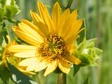 Silphium integrifolium