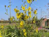Silphium laciniatum
