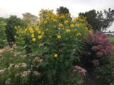 Silphium perfoliatum