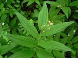 Smilacina racemosa