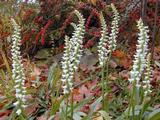 Spiranthes cernua 'Chadd's Ford'