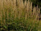 Spodiopogon sibiricus