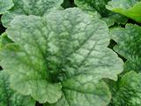 Tellima grandiflora 'Forest Frost'