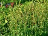 Tellima grandiflora