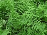 Thelypteris palustris
