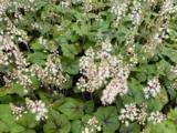 Tiarella cordifolia 'Brandywine'
