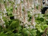 Tiarella cordifolia