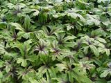 Tiarella 'Iron Butterfly' PBR