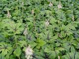 Tiarella 'Jeepers Creepers' PBR