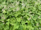 Tiarella cordifolia 'Moorgrün'
