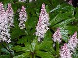 Tiarella 'Pink Skyrocket' PBR
