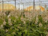 Tiarella cordifolia 'Running Tiger'
