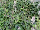 Tiarella 'Sugar and Spice' PBR