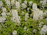Tiarella 'Tiger Stripe'