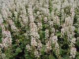 Tiarella wherryi