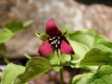 Trillium erectum