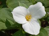 Trillium grandiflorum