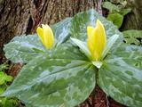Trillium luteum