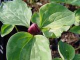 Trillium recurvatum